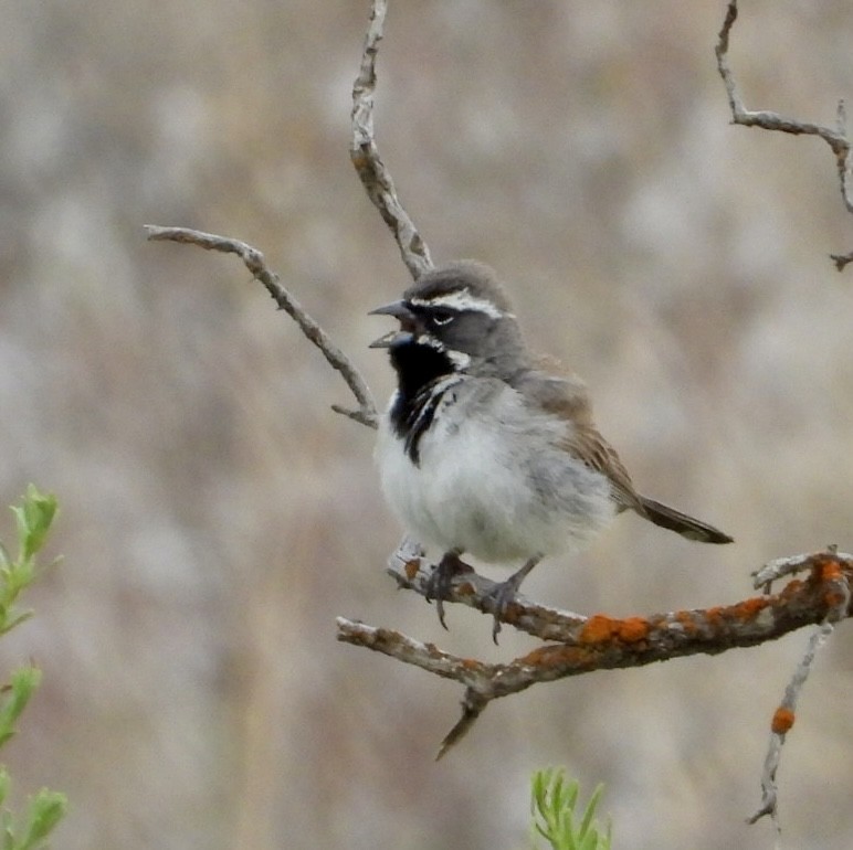 Black-throated Sparrow - Erin Jones