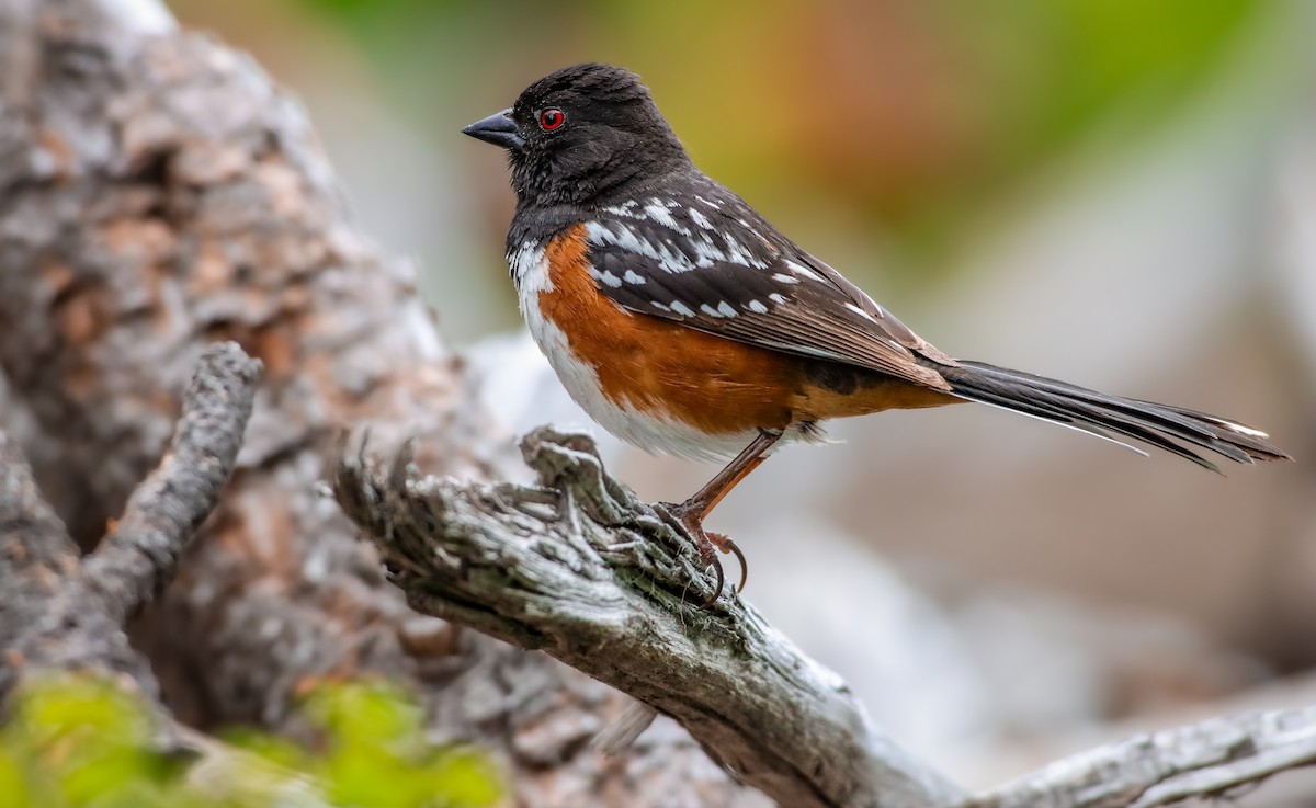 Spotted Towhee (maculatus Group) - Andrew Thomas 🦅🪶