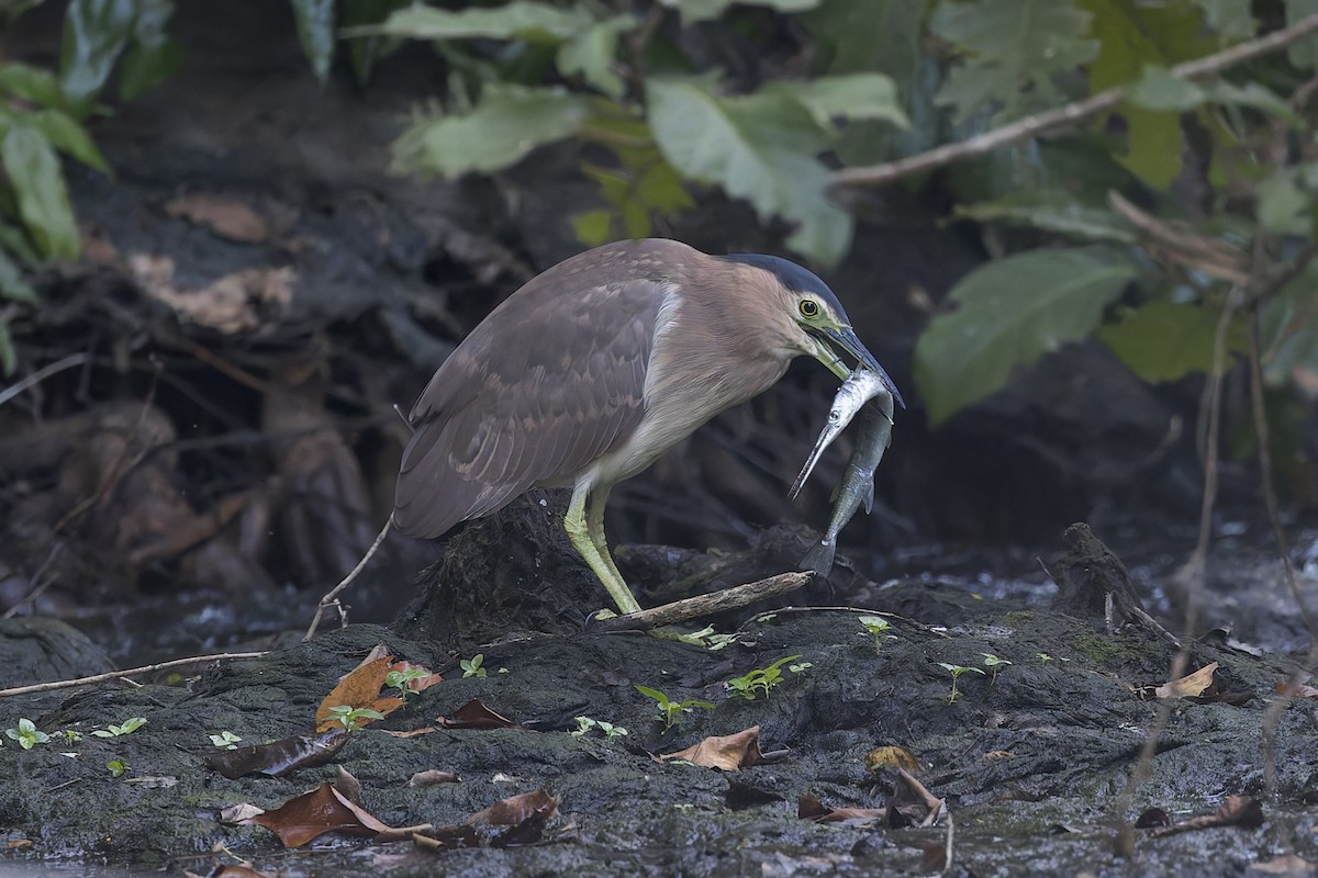 Nankeen Night Heron - ML619552073