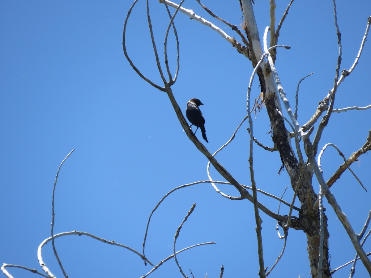 Brown-headed Cowbird - Paula Hansley