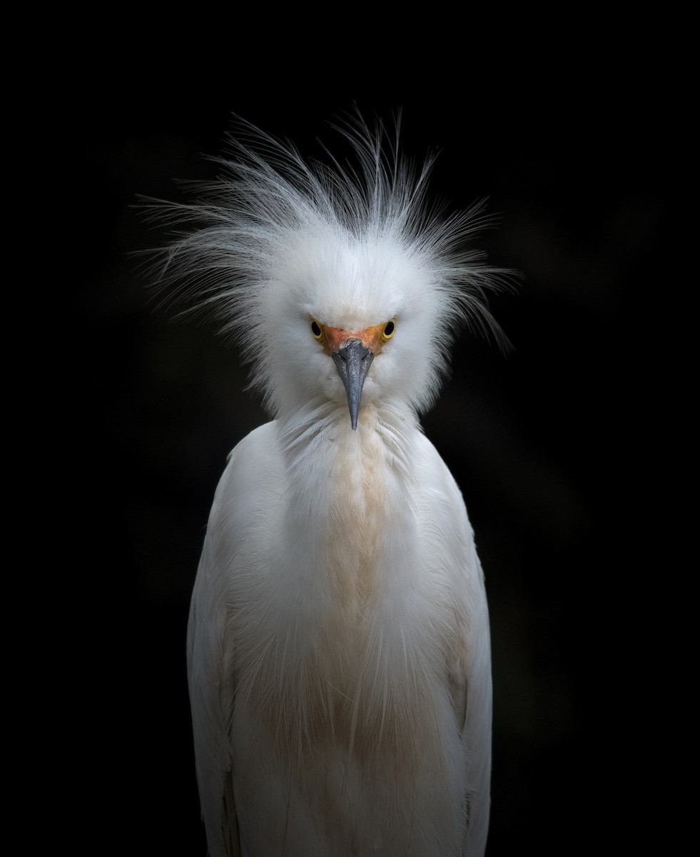 Snowy Egret - ML619552078