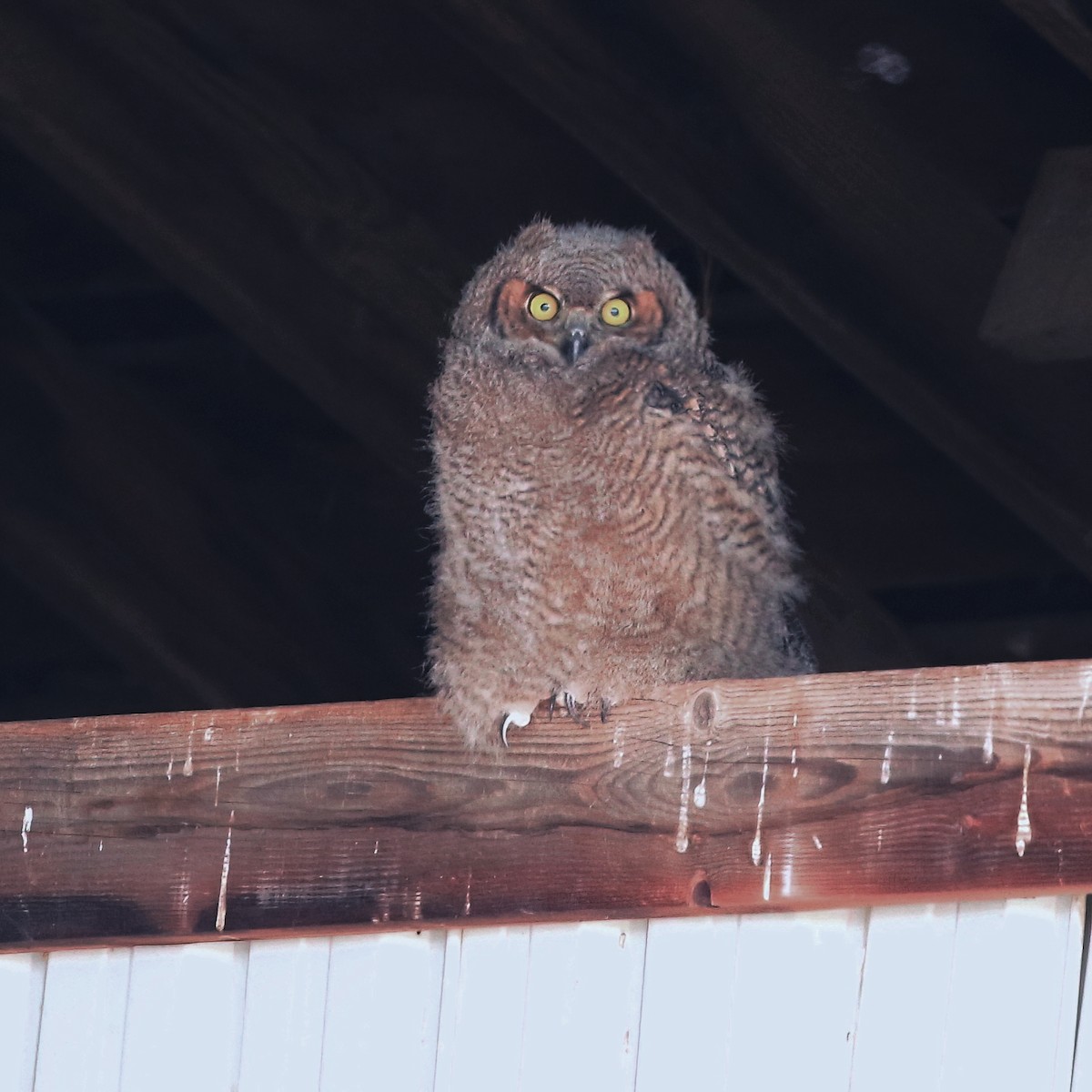 Great Horned Owl - ML619552081