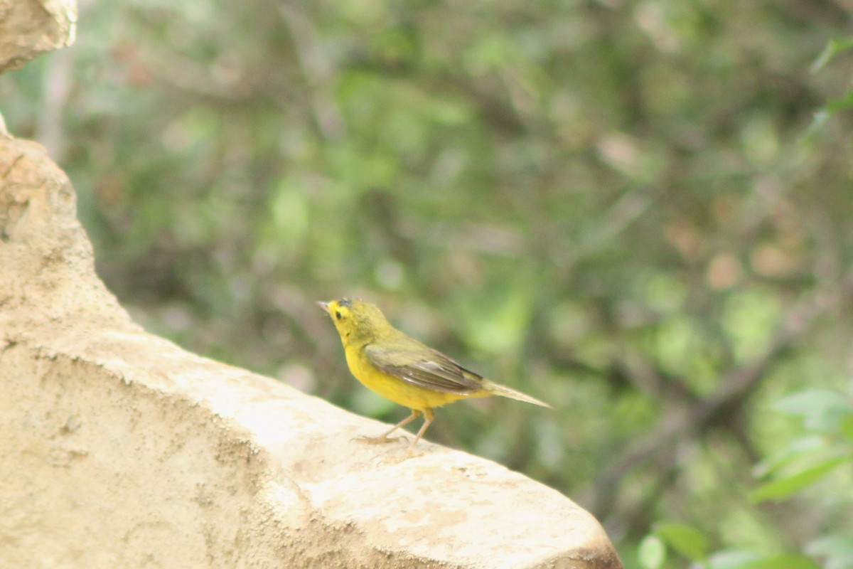 Wilson's Warbler - Lila Lewis