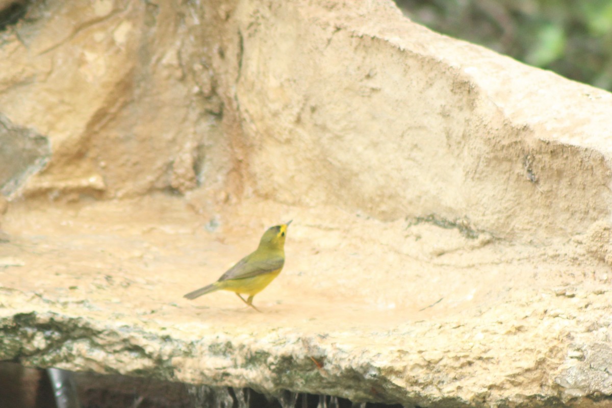 Wilson's Warbler - Lila Lewis