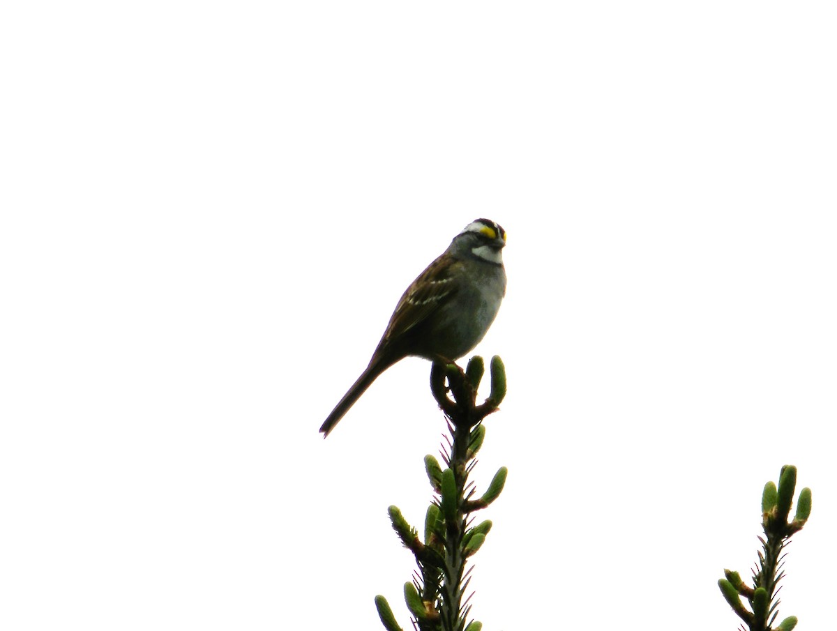 White-throated Sparrow - Cindy Grimes