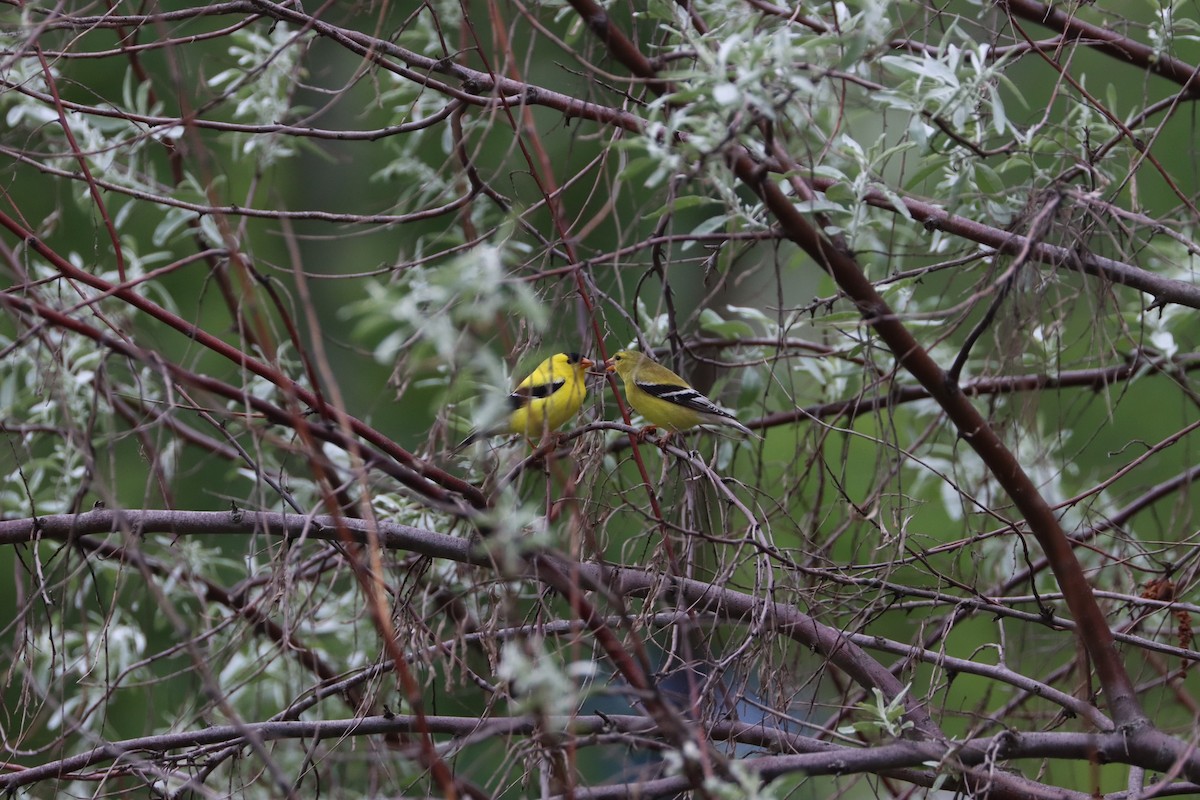 American Goldfinch - François Smith