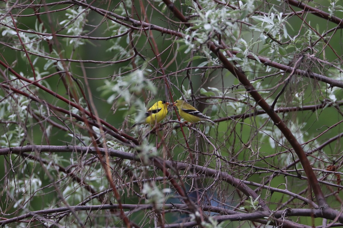 American Goldfinch - ML619552092