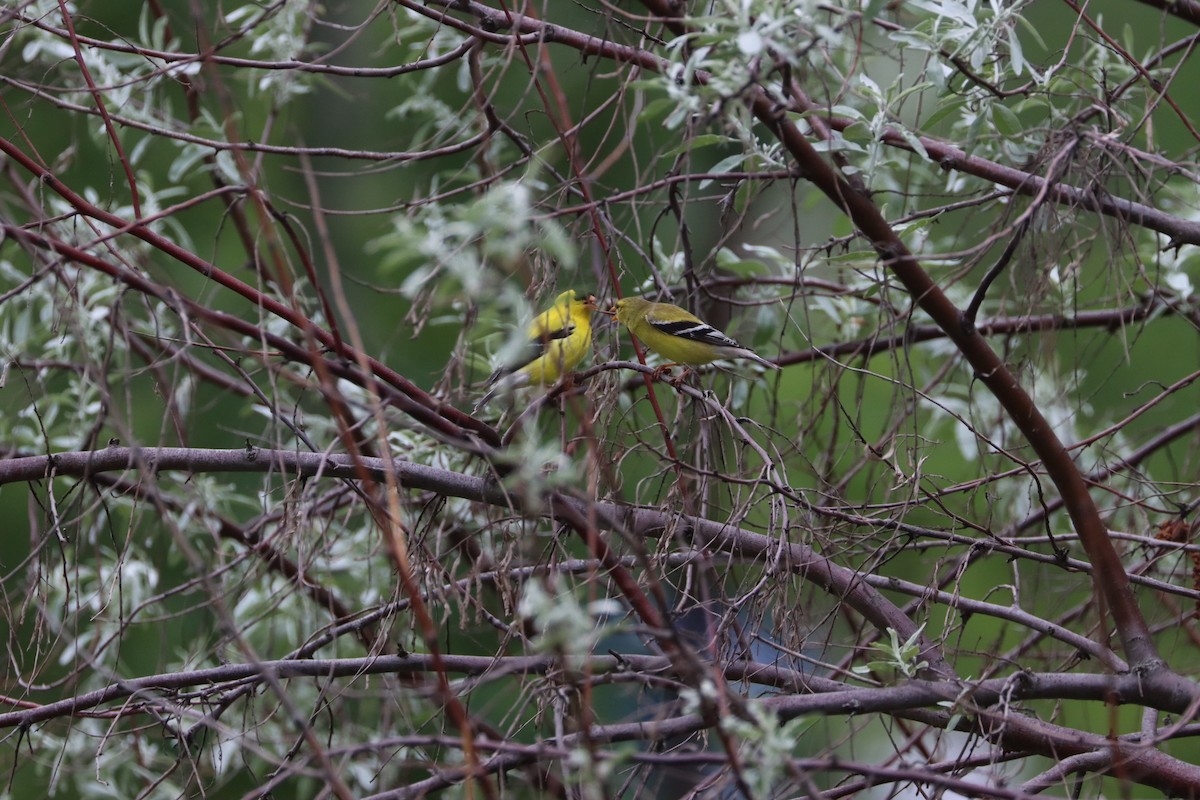 American Goldfinch - François Smith