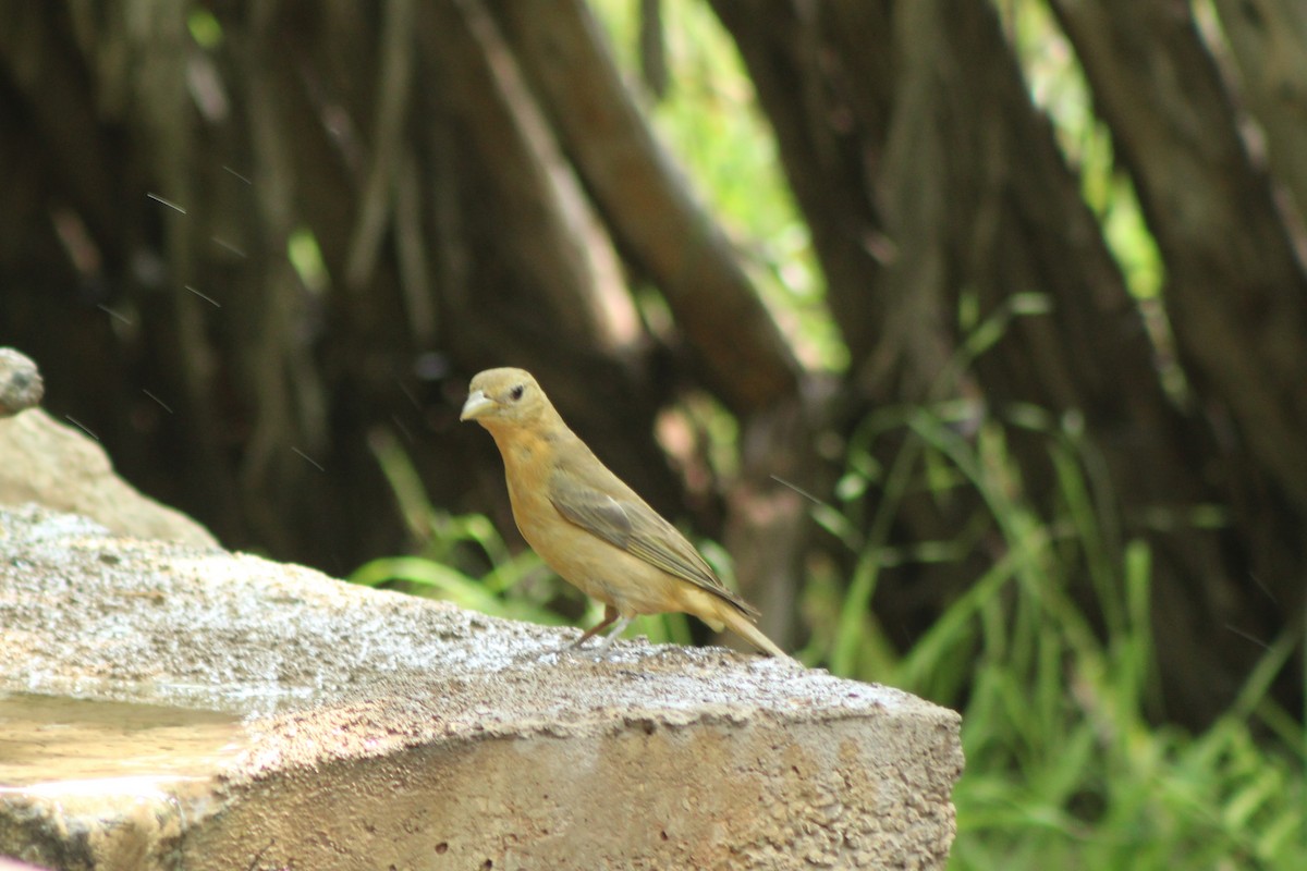 Summer Tanager - Lila Lewis