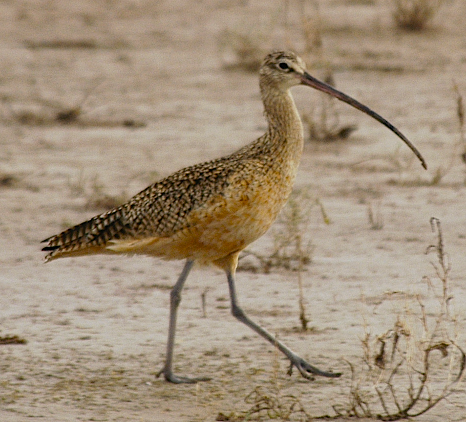 Long-billed Curlew - johnny powell
