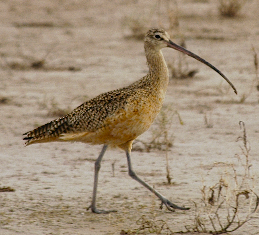 Long-billed Curlew - ML619552095