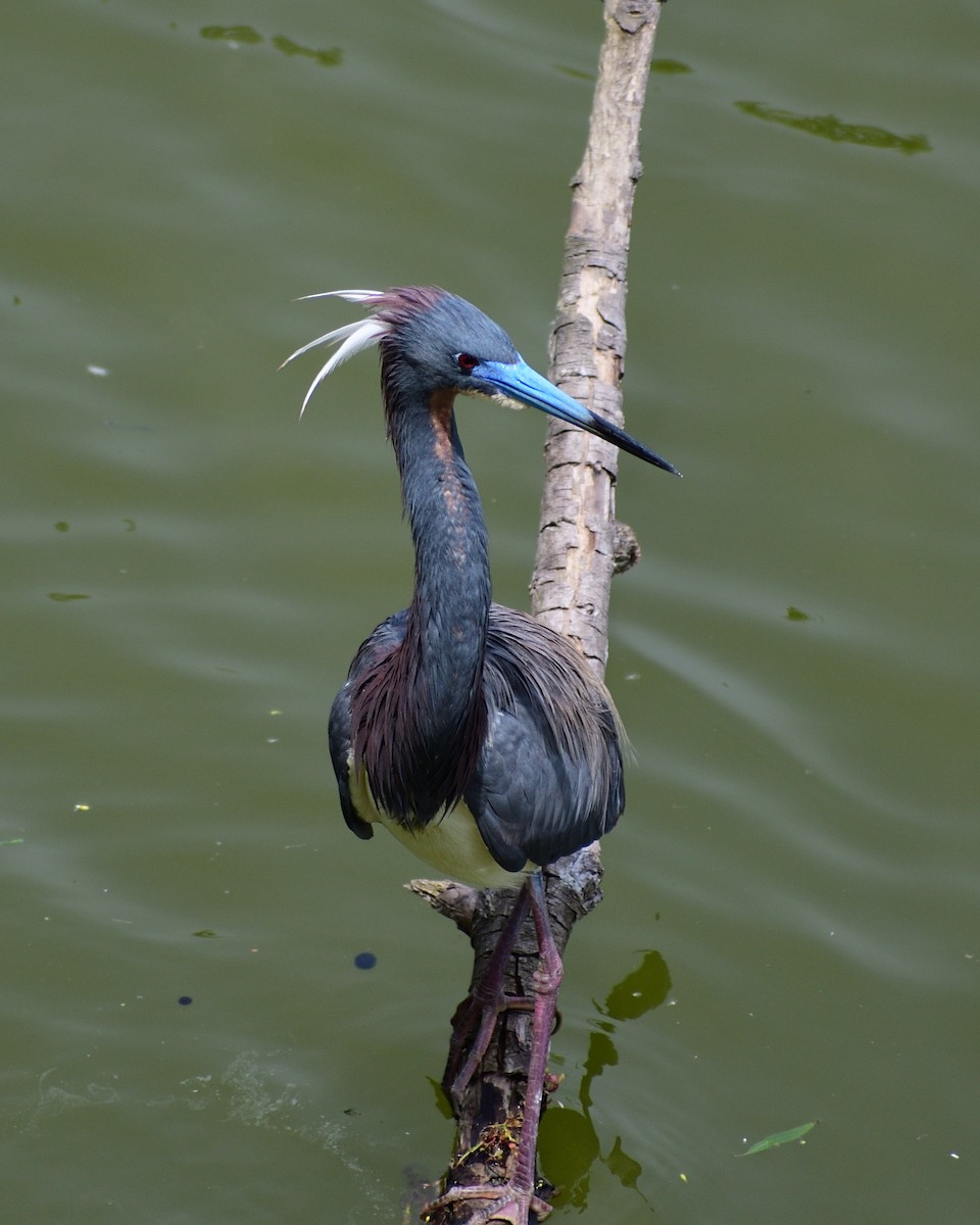 Tricolored Heron - M Kelly