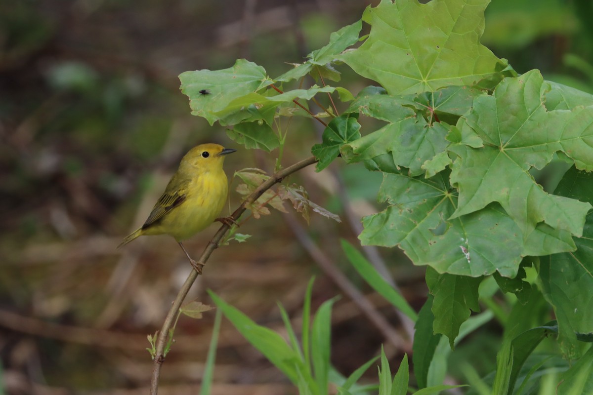 Yellow Warbler - François Smith