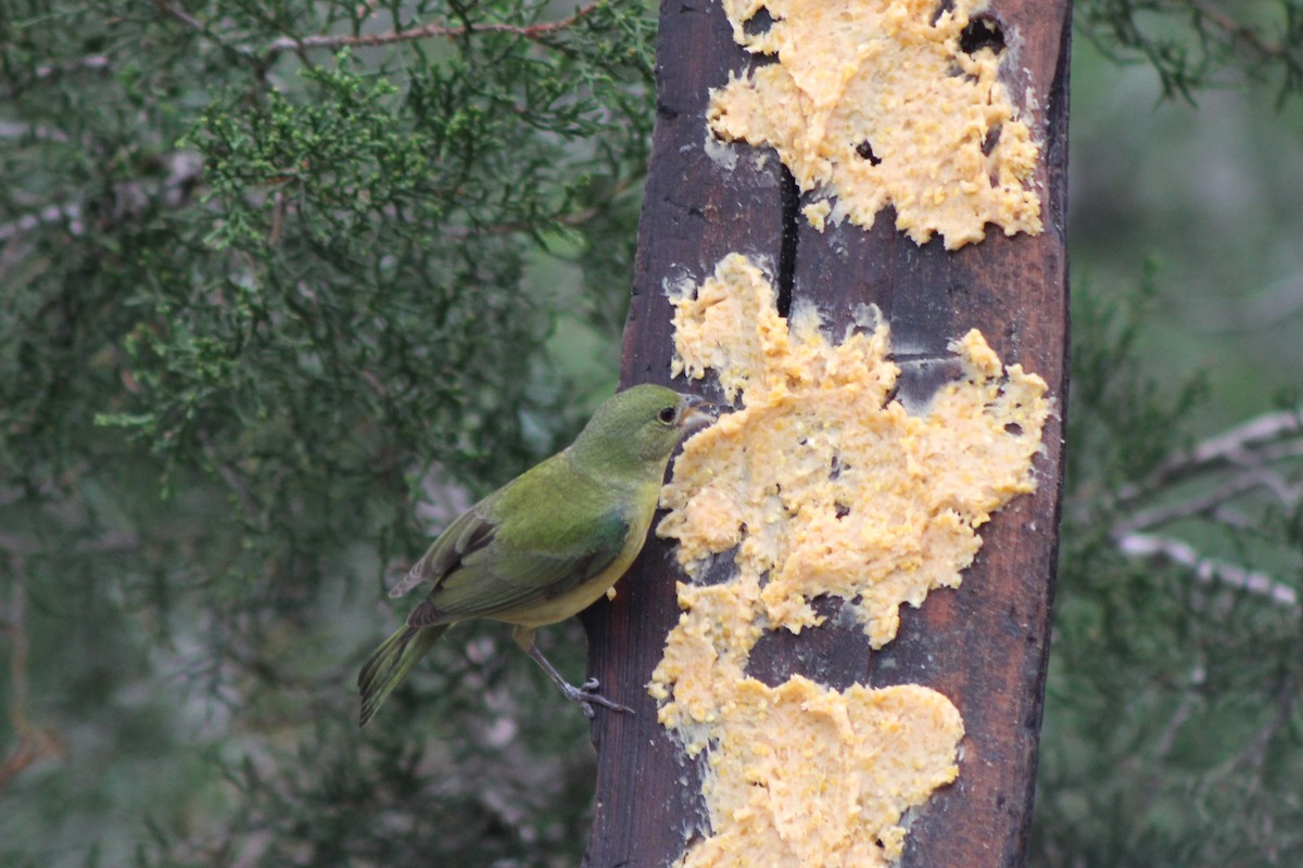 Painted Bunting - Lila Lewis