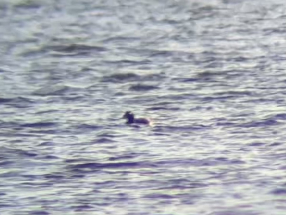 White-winged Scoter - Liam Messier