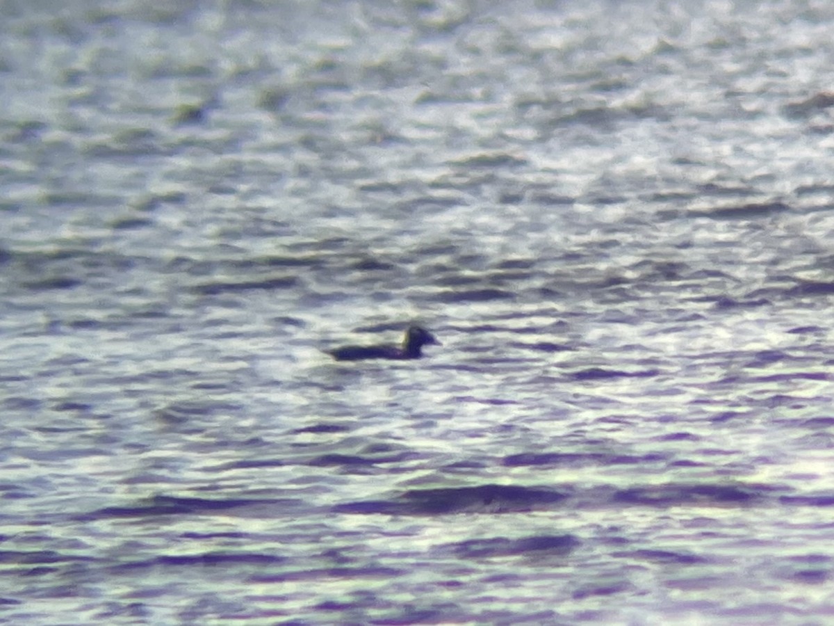 White-winged Scoter - Liam Messier