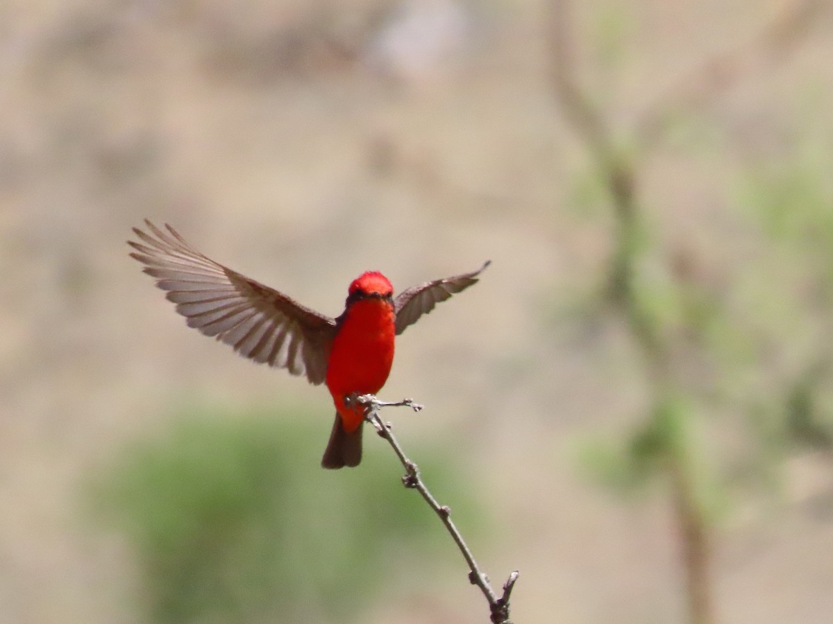 Vermilion Flycatcher - Stacy Weiss