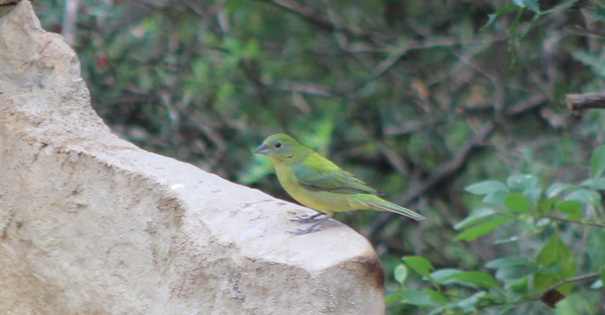 Painted Bunting - Lila Lewis