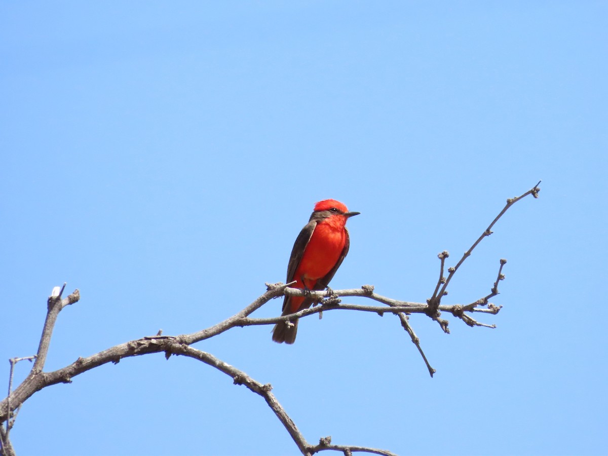 Vermilion Flycatcher - Stacy Weiss