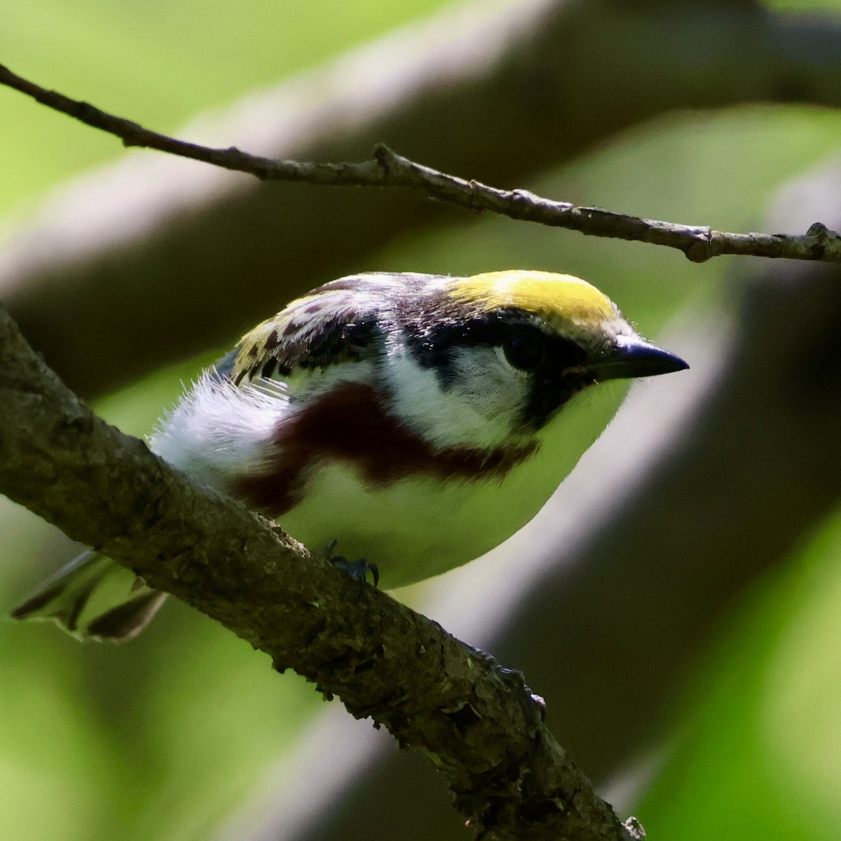 Chestnut-sided Warbler - Roberta RS