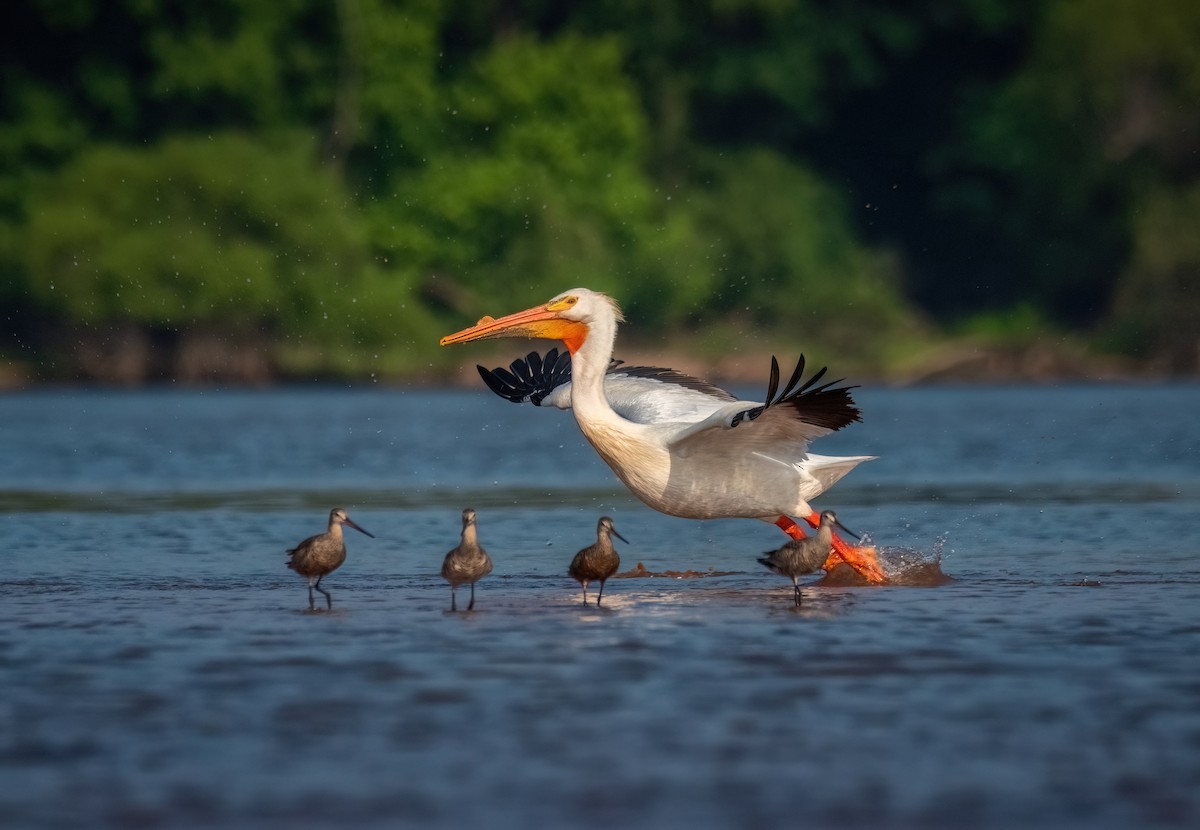 American White Pelican - Stephen Ofsthun