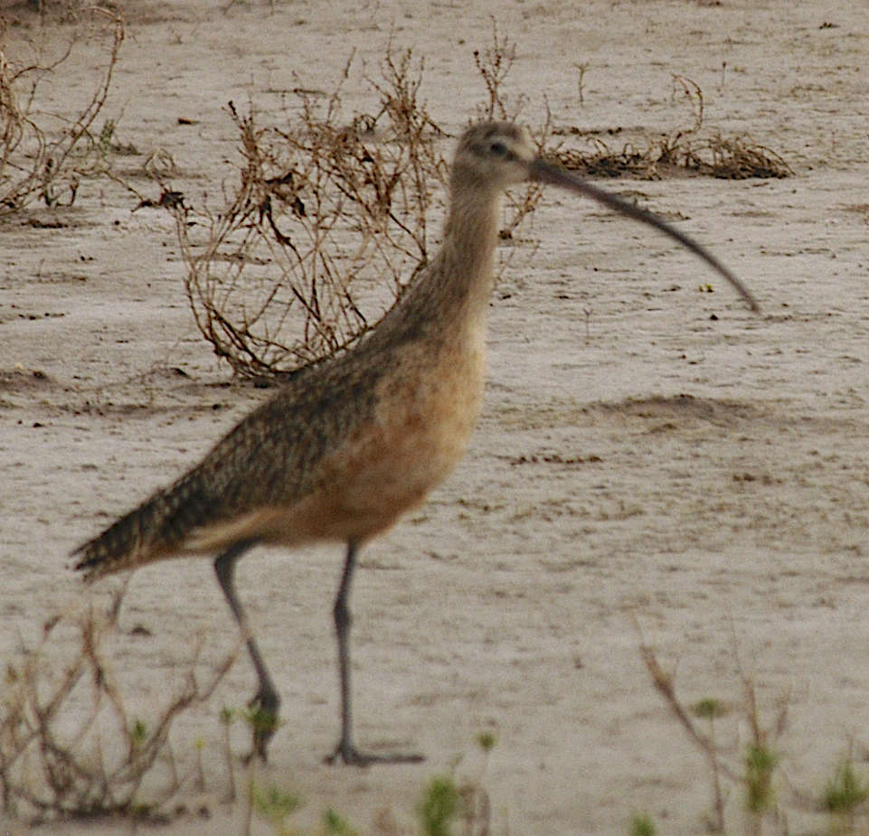 Long-billed Curlew - johnny powell