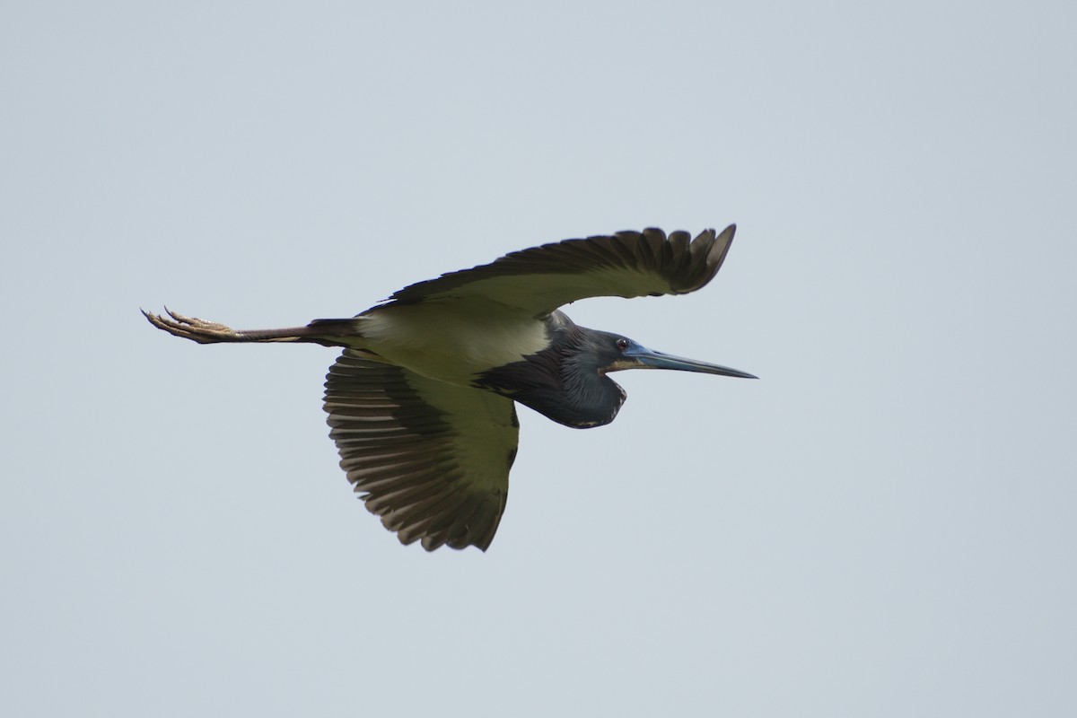 Tricolored Heron - M Kelly