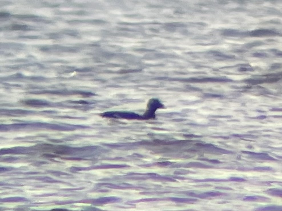 White-winged Scoter - Liam Messier