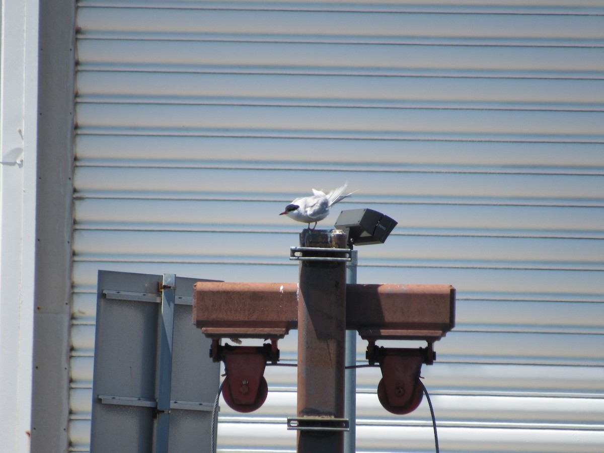 Common Tern - Mickey Ryan