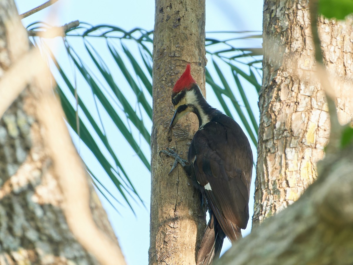 Pileated Woodpecker - Ant Tab