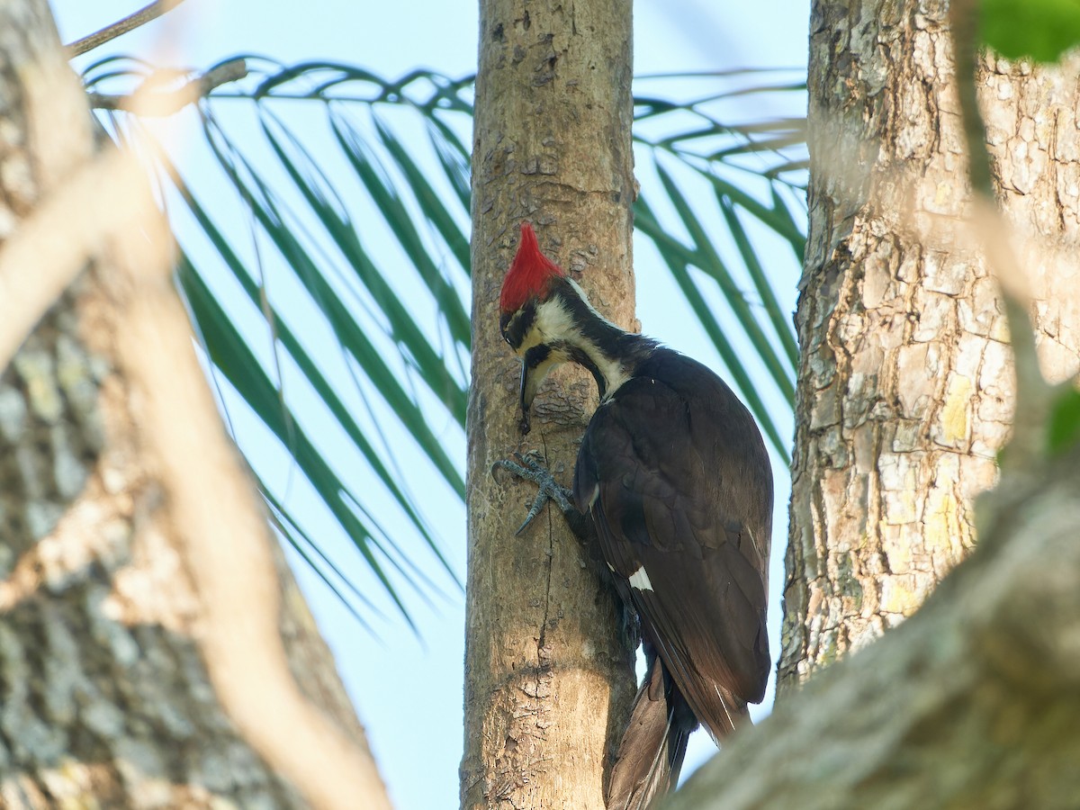 Pileated Woodpecker - Ant Tab
