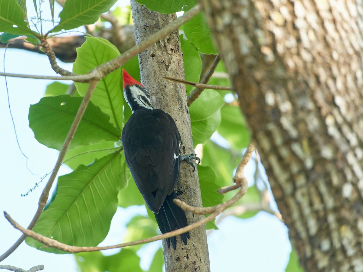 Pileated Woodpecker - Ant Tab