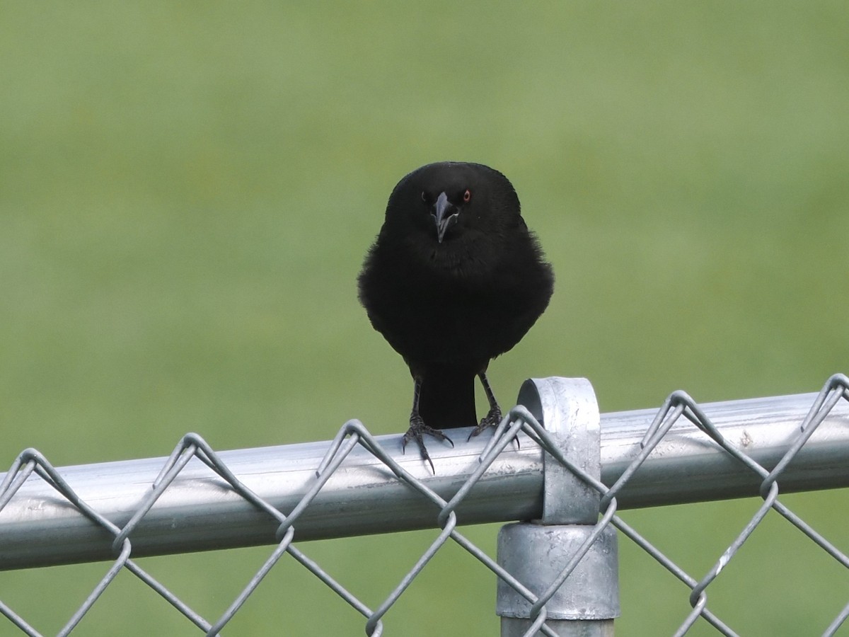 Bronzed Cowbird - Vincent O'Brien