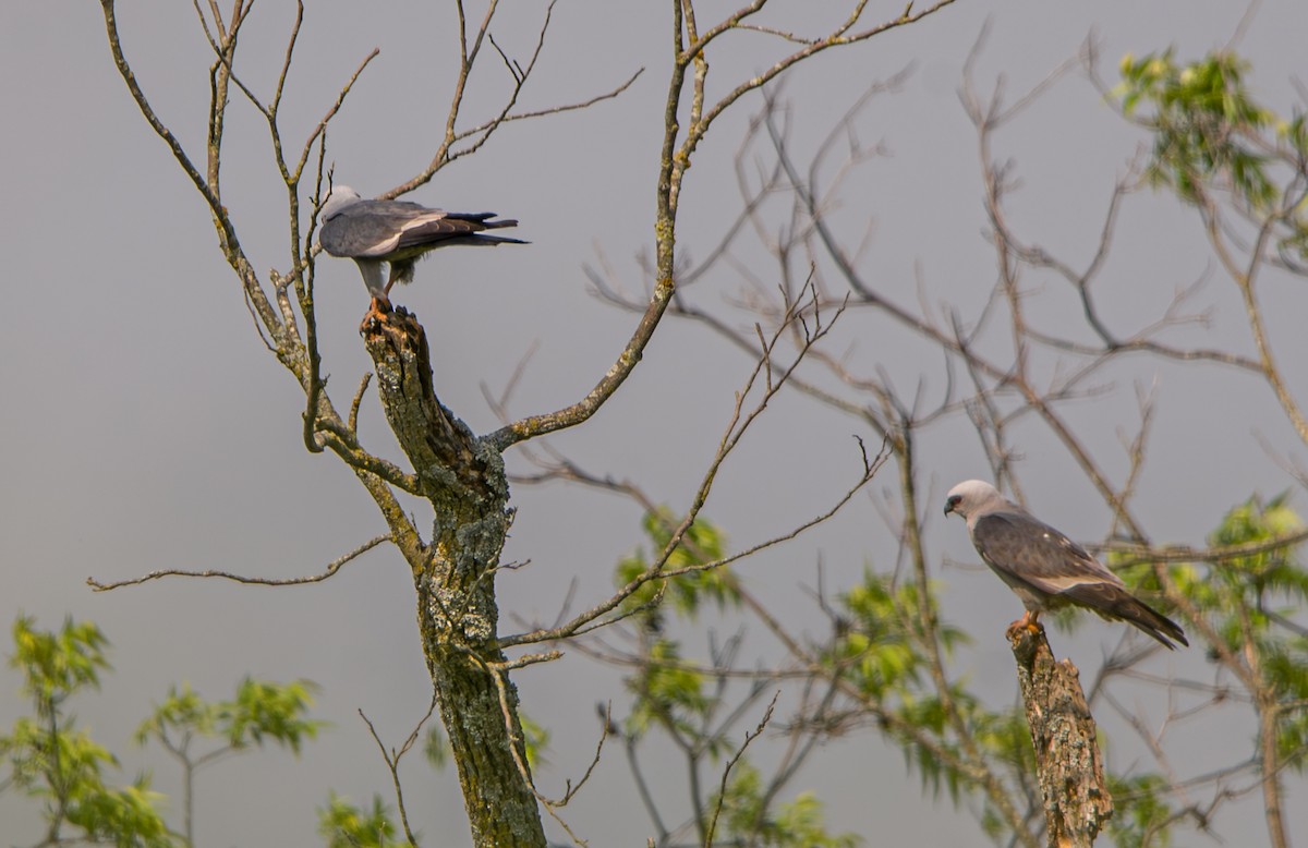 Mississippi Kite - Trina Arnold