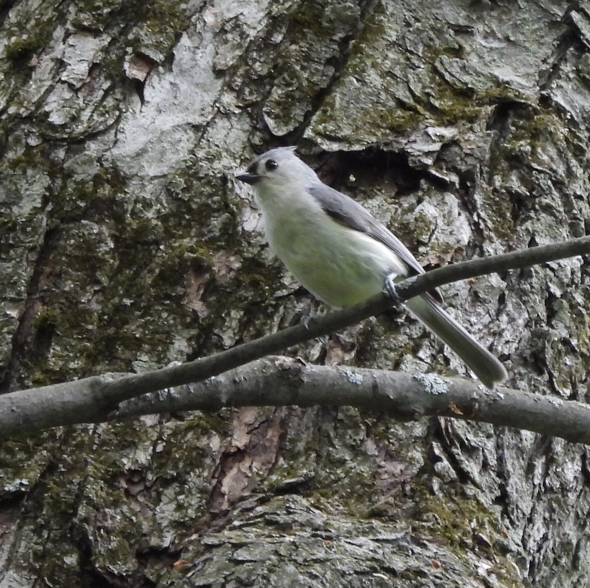 Tufted Titmouse - ML619552169