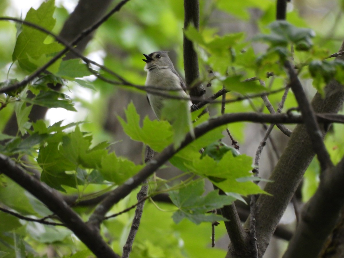 Tufted Titmouse - ML619552170