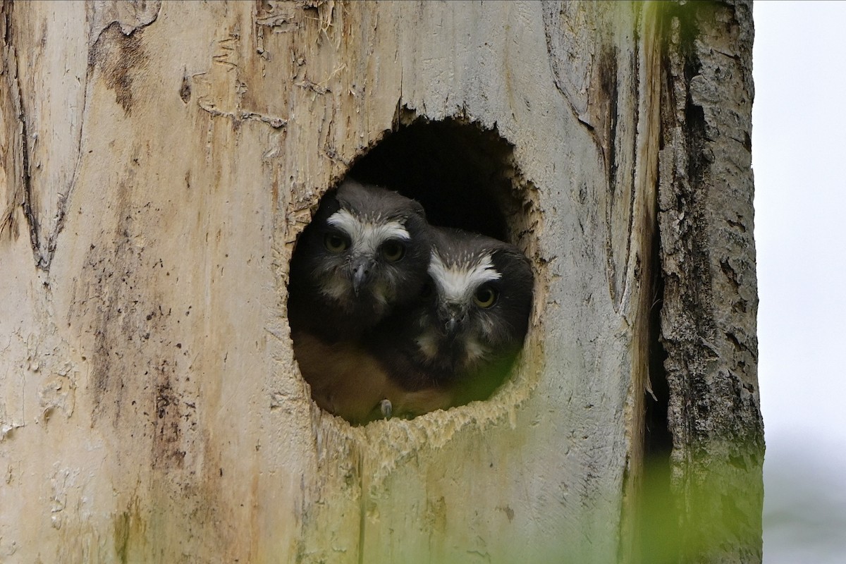 Northern Saw-whet Owl - Josiah Santiago