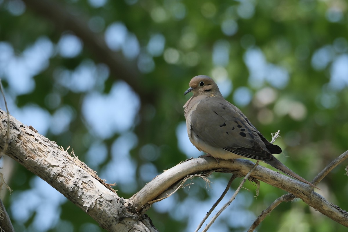 Mourning Dove - Ruben Rodriguez