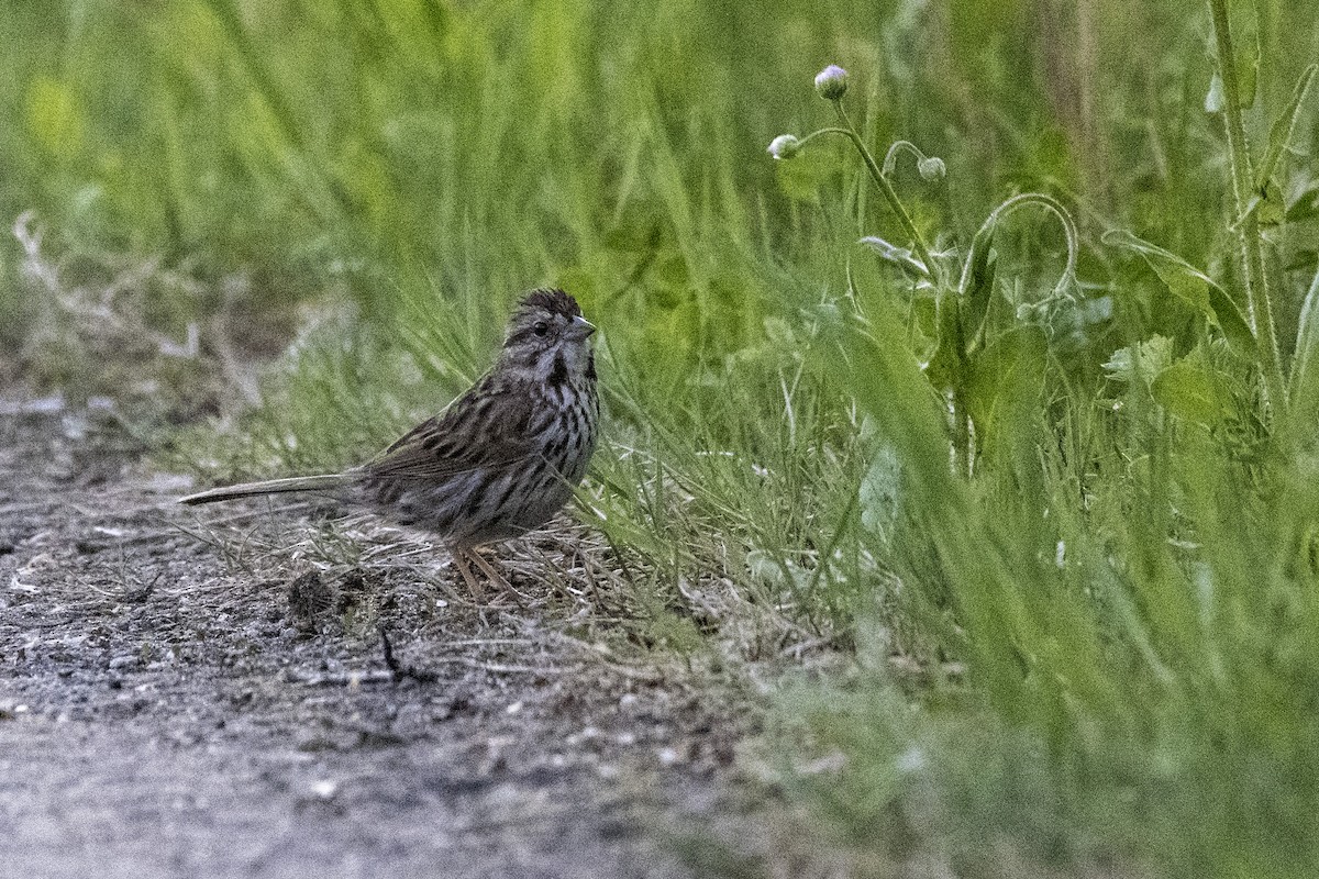 Song Sparrow - Serge Vallerand