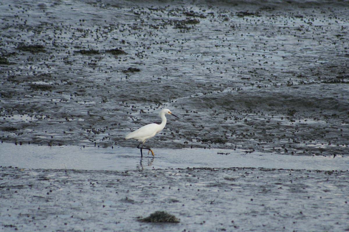 Great Egret - Arianna Doughty