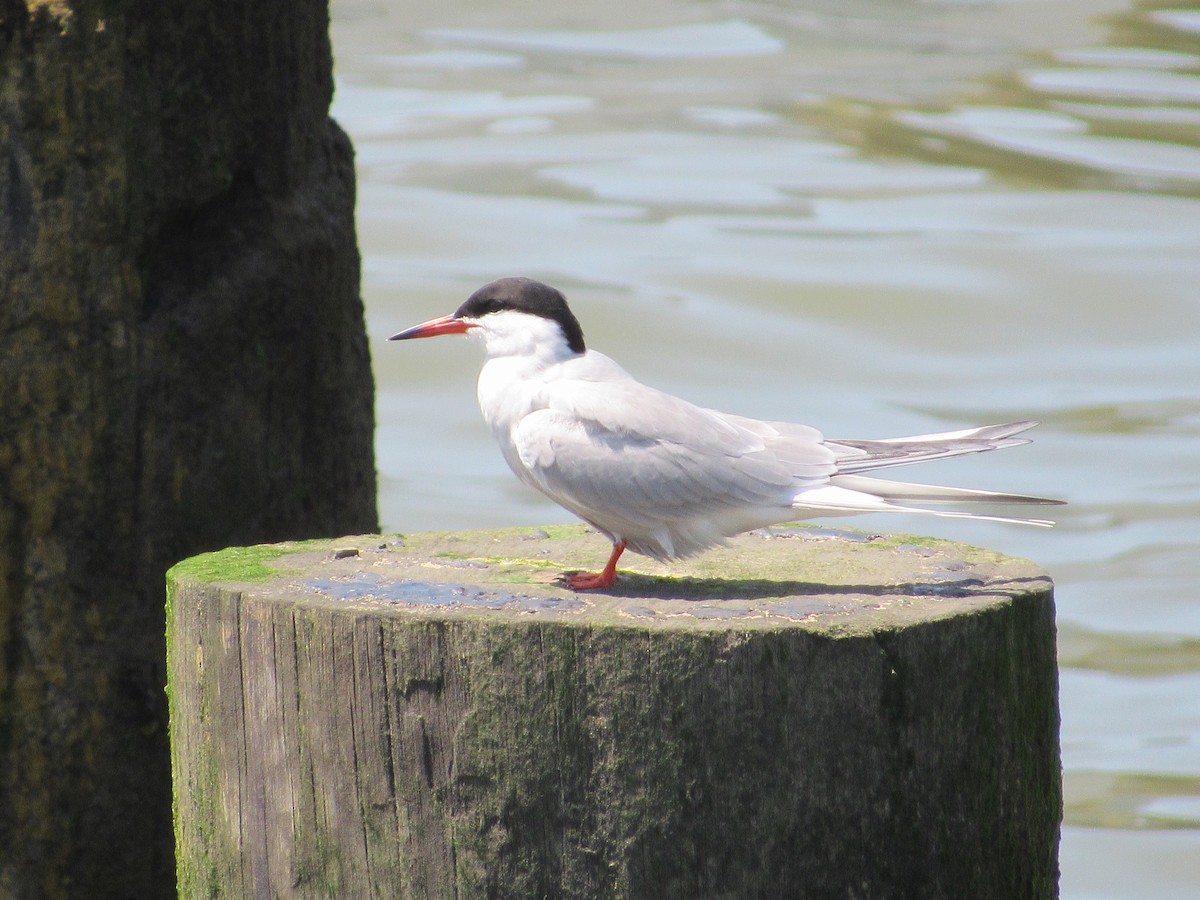 Common Tern - Mickey Ryan