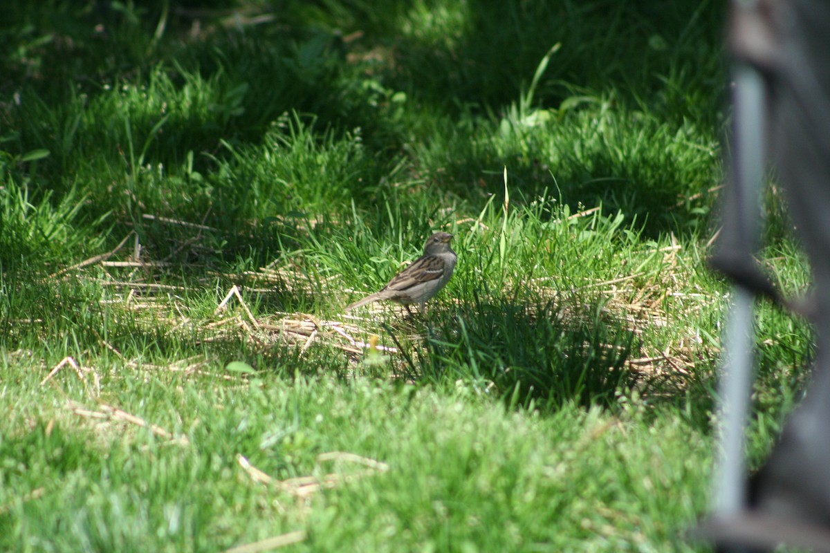 Moineau domestique - ML619552185