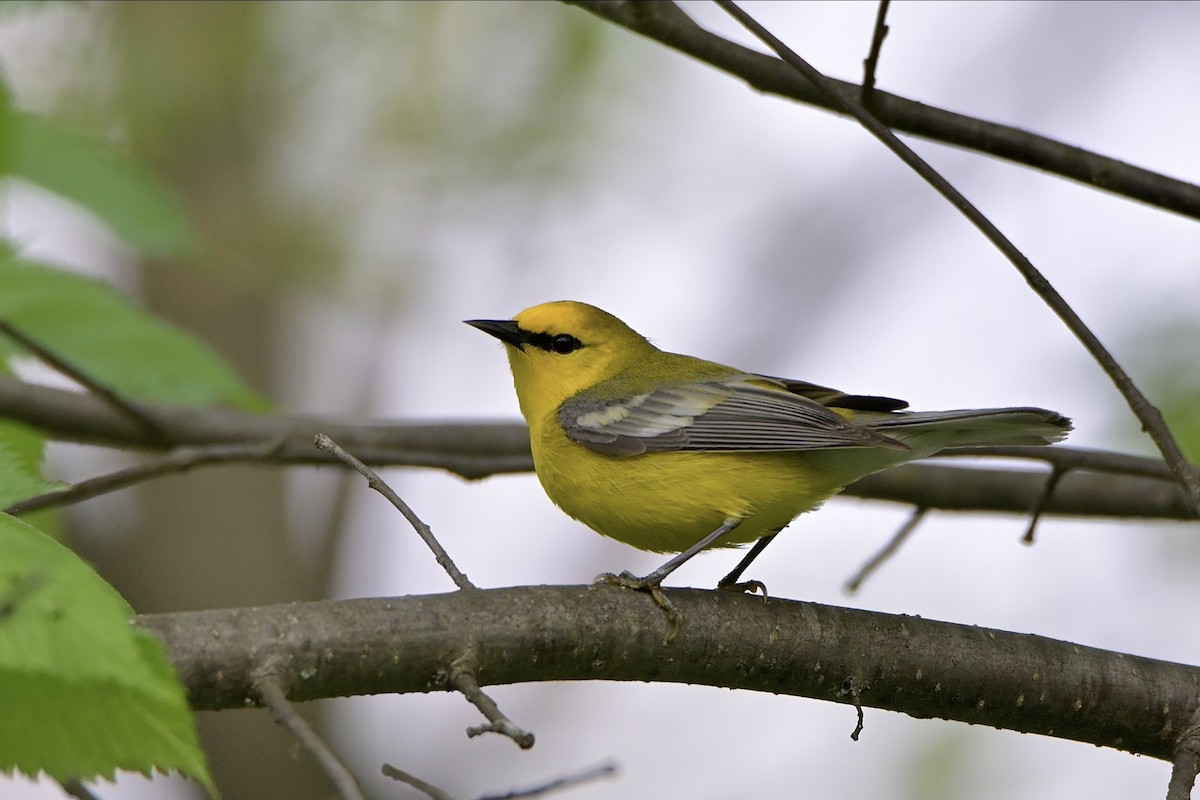 Blue-winged Warbler - Josiah Santiago