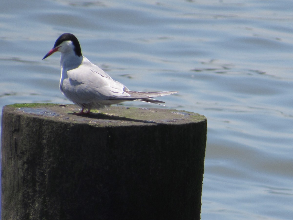Common Tern - Mickey Ryan