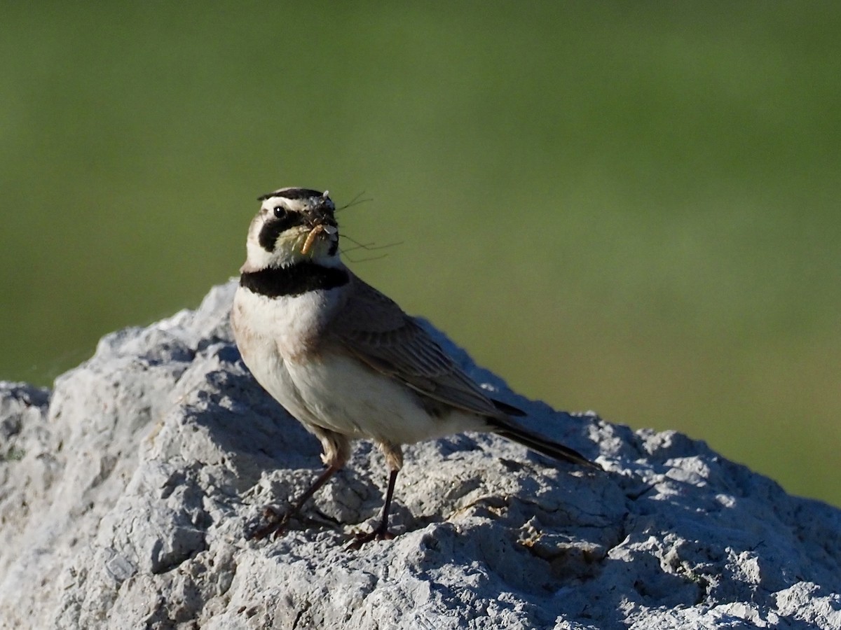 Horned Lark - Sarah Preston