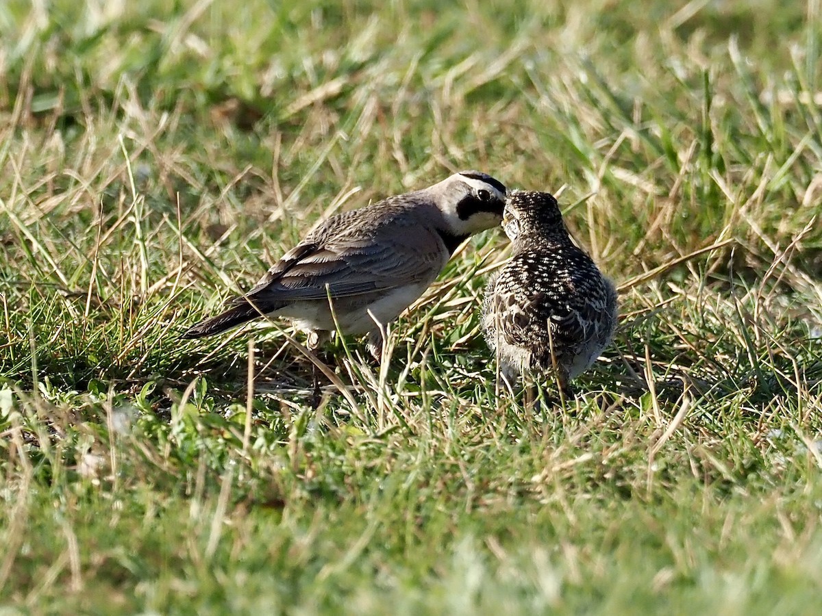 Horned Lark - Sarah Preston