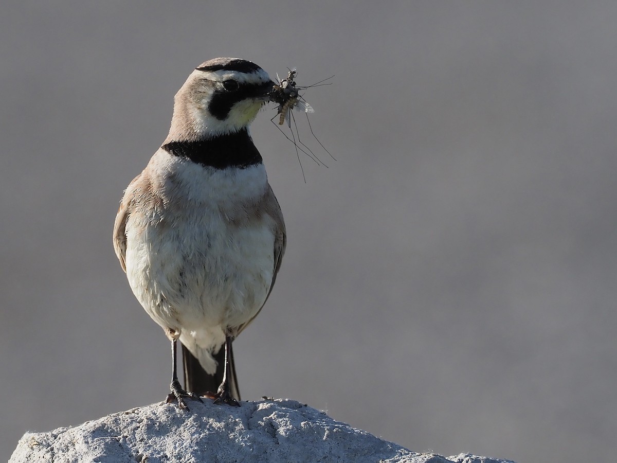 Horned Lark - Sarah Preston