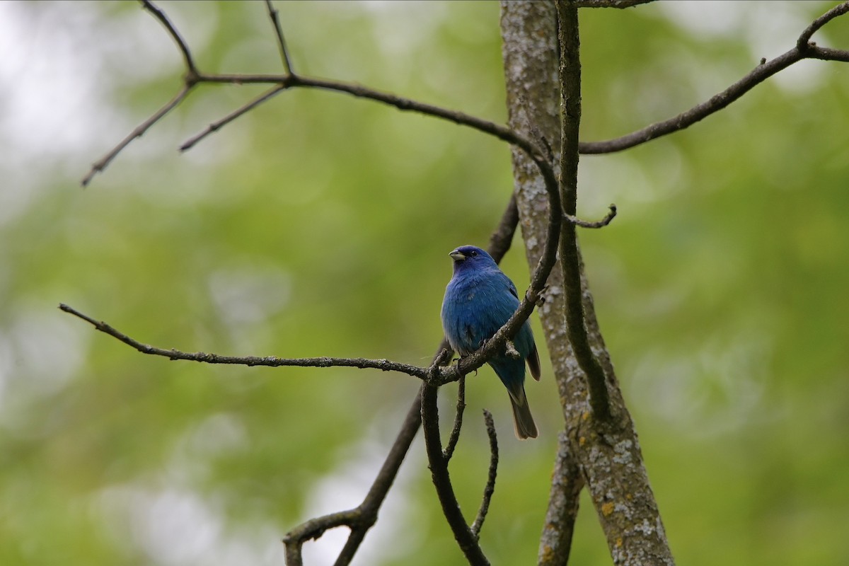 Indigo Bunting - Josiah Santiago