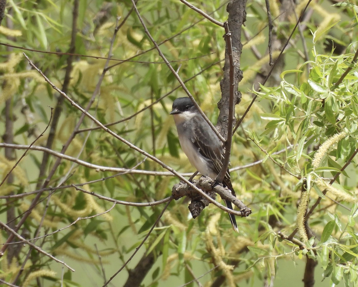 Eastern Kingbird - Michelle Bélanger