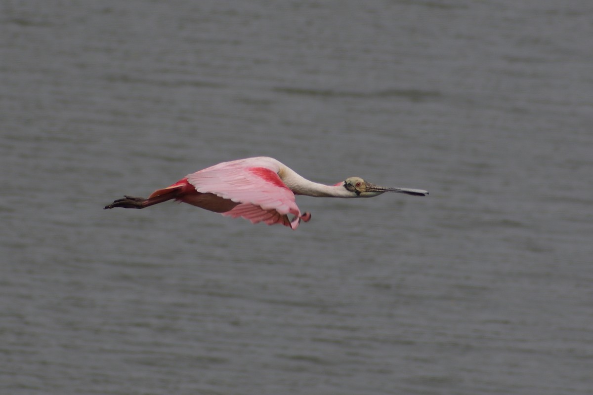 Roseate Spoonbill - M Kelly